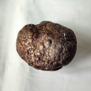 Dragon Egg Early Diagenetic Cretaceous Pyrite Nodule Concretion Mooreville Chalk